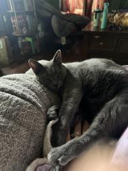 Lost Male Cat last seen 11th Ave between Lipscomb and Hayden, Amarillo, TX 79101