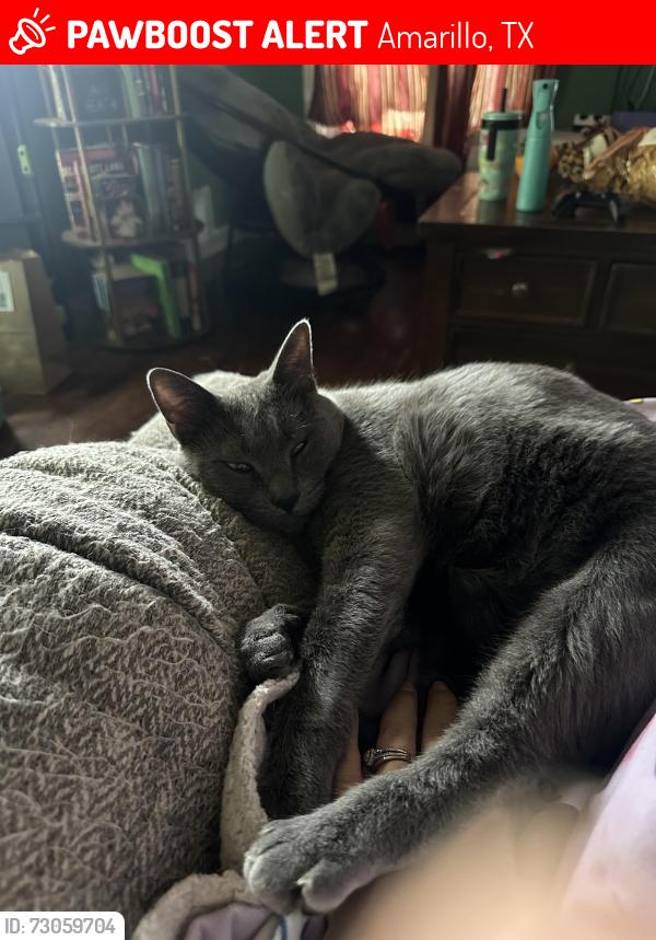 Lost Male Cat last seen 11th Ave between Lipscomb and Hayden, Amarillo, TX 79101