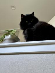 Lost Male Cat last seen Baseline and 112th, Lafayette, CO 80026