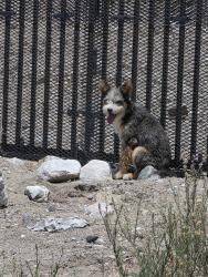 Found/Stray Unknown Dog last seen Rooks Rd Pico Rivera/ San Gabriel River Parkway, Pico Rivera, CA 91733