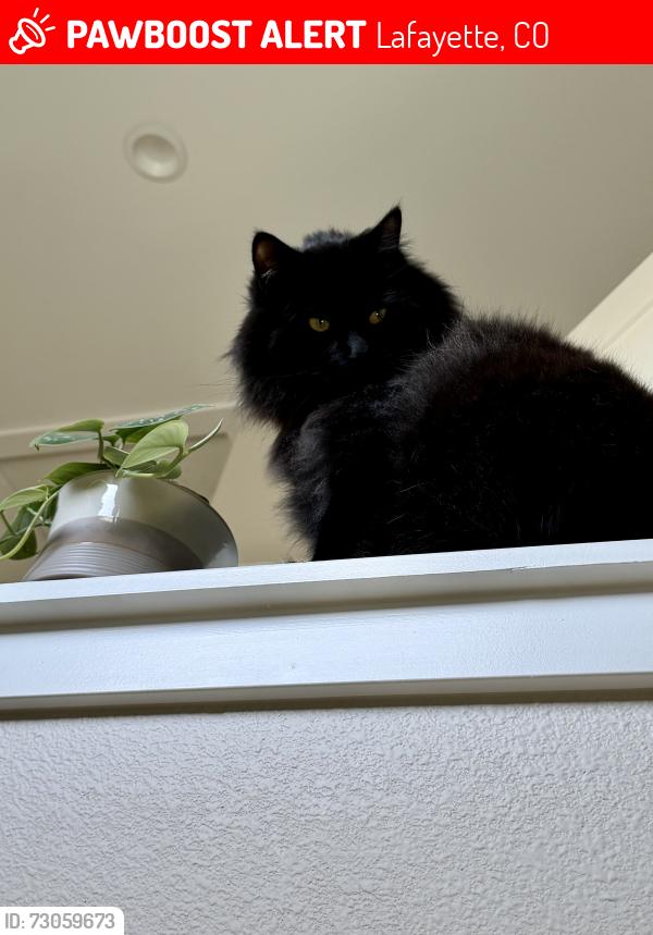 Lost Male Cat last seen Baseline and 112th, Lafayette, CO 80026