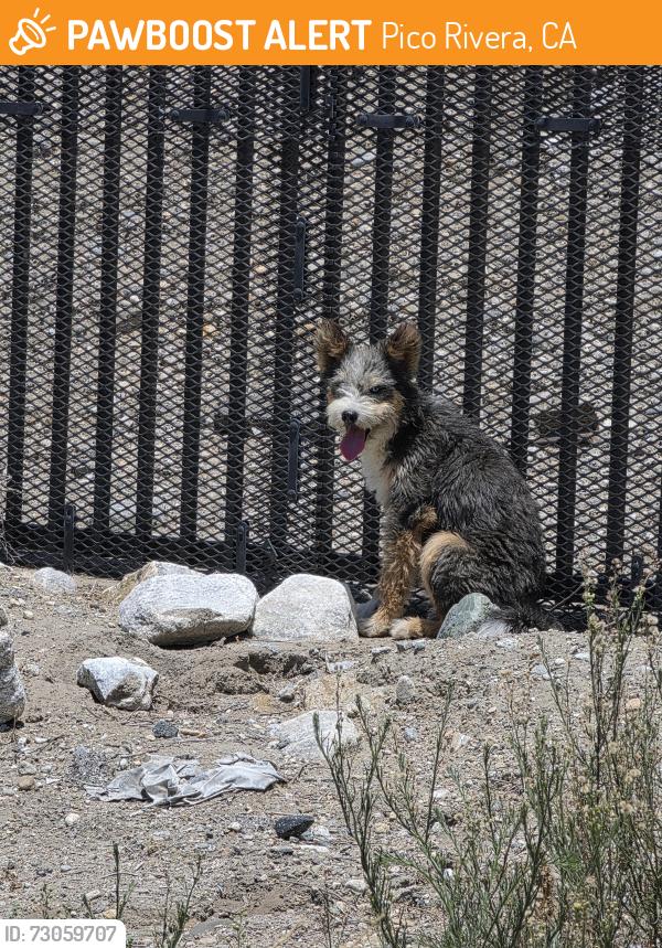 Found/Stray Unknown Dog last seen Rooks Rd Pico Rivera/ San Gabriel River Parkway, Pico Rivera, CA 91733
