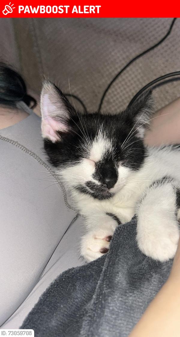 Lost Male Cat last seen Albert street Pentre , Rhondda Cynon Taff, Wales CF41 7LA