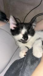 Lost Male Cat last seen Albert street Pentre , Rhondda Cynon Taff, Wales CF41 7LA