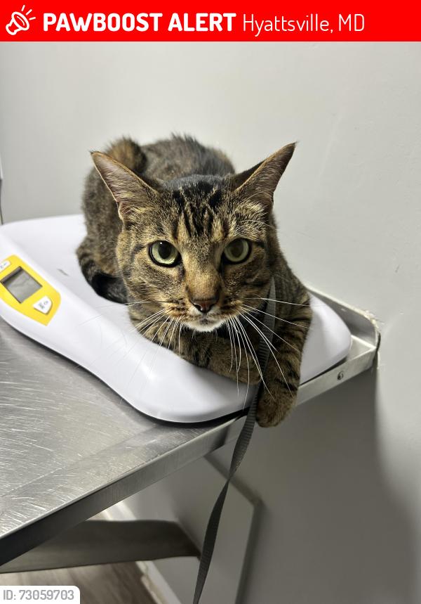 Lost Male Cat last seen Sligo Parkway and Riggs Road near Tails and Scales Vet Clinic , Hyattsville, MD 20782