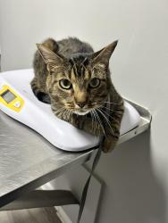 Lost Male Cat last seen Sligo Parkway and Riggs Road near Tails and Scales Vet Clinic , Hyattsville, MD 20782