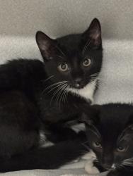 Shelter Stray Female Cat last seen Near Forestside Lane, Atlanta, GA, 1251 Fulton Industrial Blvd NW, Atlanta, GA 30336, USA