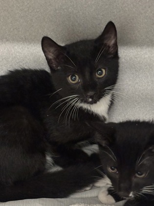 Shelter Stray Female Cat last seen Near Forestside Lane, Atlanta, GA, 1251 Fulton Industrial Blvd NW, Atlanta, GA 30336, USA