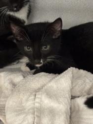 Shelter Stray Male Cat last seen Near Forestside Lane, Atlanta, GA, 1251 Fulton Industrial Blvd NW, Atlanta, GA 30336, USA