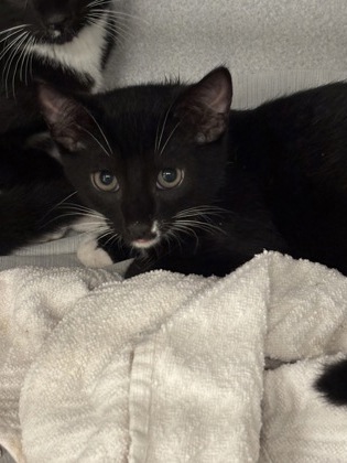 Shelter Stray Male Cat last seen Near Forestside Lane, Atlanta, GA, 1251 Fulton Industrial Blvd NW, Atlanta, GA 30336, USA