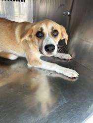 Shelter Stray Female Dog last seen Near ELMWOOD AVE, Central District, TX, 355 Hillshire Dr, Haslet, TX 76052, USA