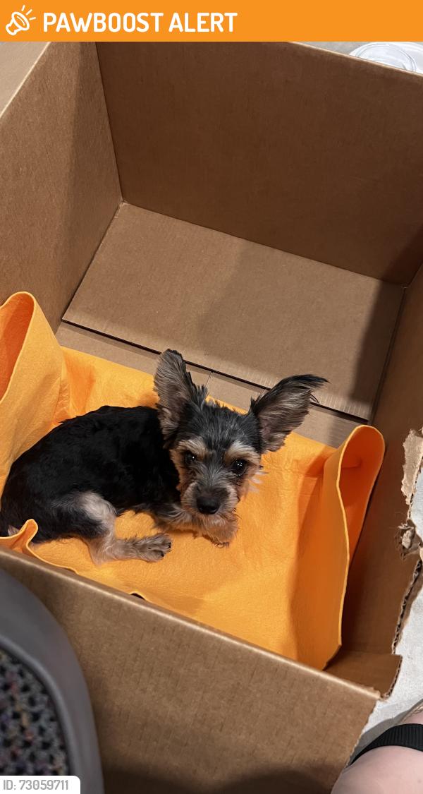 Found/Stray Male Dog last seen Near street, Miami-Dade County, FL 33030