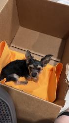 Found/Stray Male Dog last seen Near street, Miami-Dade County, FL 33030