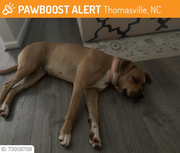 Found/Stray Female Dog last seen Jacob St Trinity, Thomasville, NC 27360