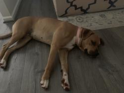 Found/Stray Female Dog last seen Jacob St Trinity, Thomasville, NC 27360
