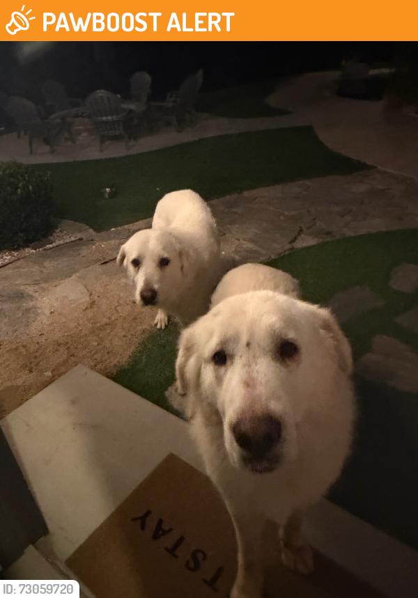 Found/Stray Unknown Dog last seen Deportola Rd & Geisbauer rd, Riverside County, CA 92592