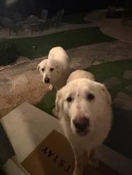 Found/Stray Unknown Dog last seen Deportola Rd & Geisbauer rd, Riverside County, CA 92592