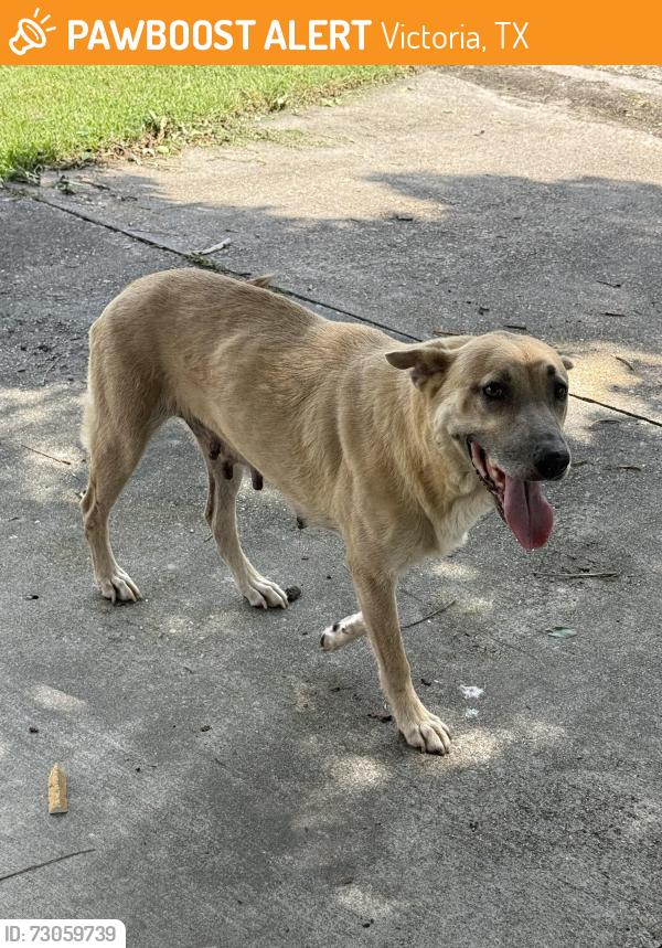 Found/Stray Female Dog last seen Bonham, Victoria, TX 77901
