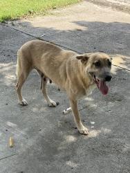 Found/Stray Female Dog last seen Bonham, Victoria, TX 77901