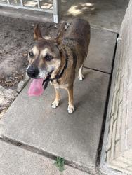 Found/Stray Male Dog last seen Prairie Village Dr, Harris County, TX 77449