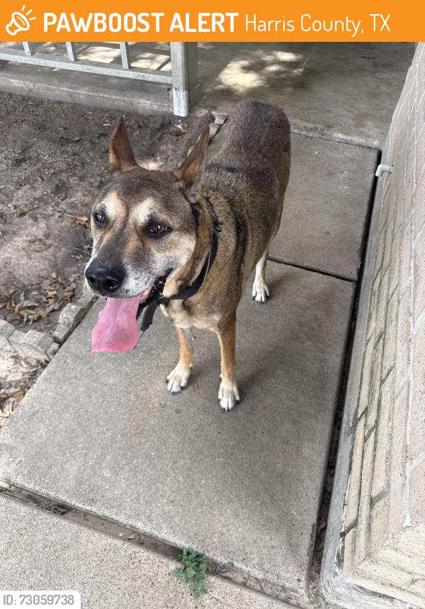 Found/Stray Male Dog last seen Prairie Village Dr, Harris County, TX 77449