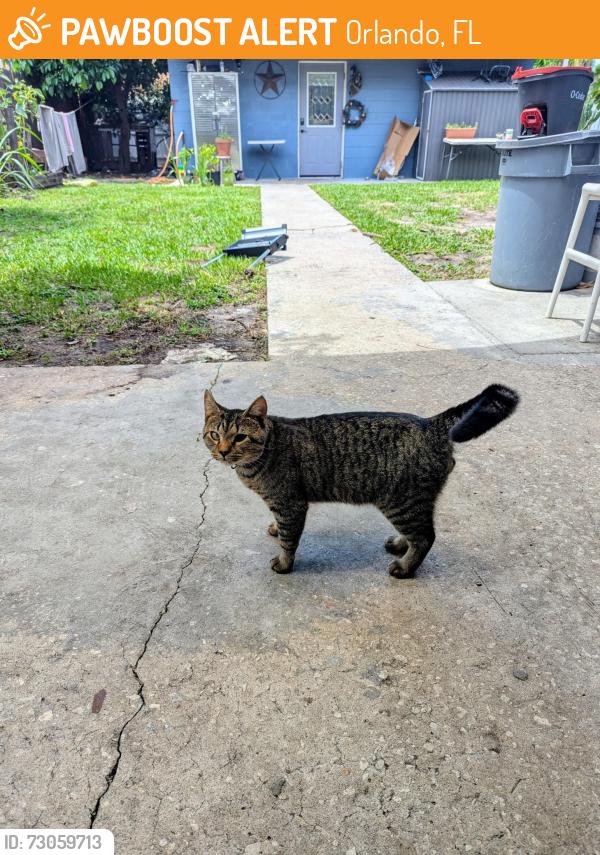 Found/Stray Male Cat last seen Oxalis Ave & Engle Dr 32807, Orlando, FL 32807