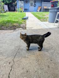 Found/Stray Male Cat last seen Oxalis Ave & Engle Dr 32807, Orlando, FL 32807