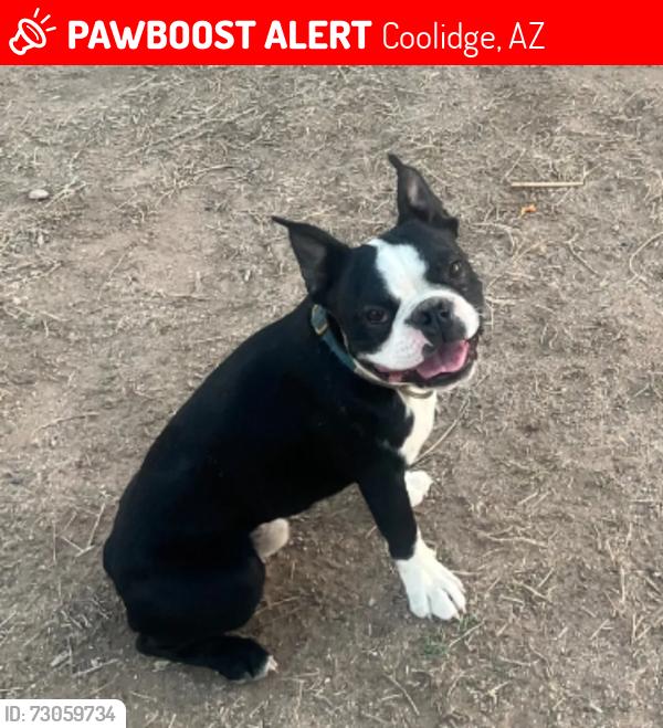 Lost Male Dog last seen Fast track &. Bartlett rd Coolidge, Coolidge, AZ 85128