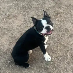 Lost Male Dog last seen Fast track &. Bartlett rd Coolidge, Coolidge, AZ 85128
