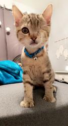 Reunited Male Cat last seen Shady lane rd, Columbus, OH 43227