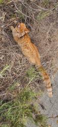 Found/Stray Unknown Cat last seen Cannon st and via escola, Anaheim, CA 92808