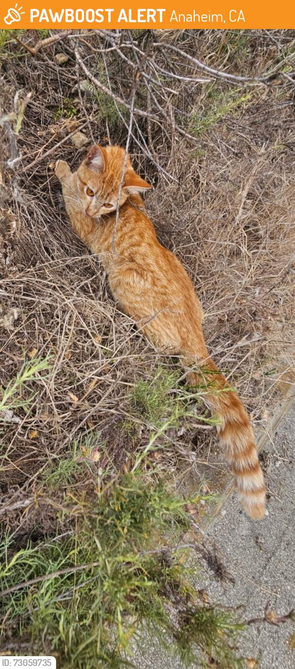 Found/Stray Unknown Cat last seen Cannon st and via escola, Anaheim, CA 92808