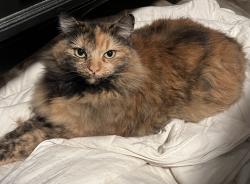 Lost Female Cat last seen Hazel and Steven Ave, Orangevale, CA 95662