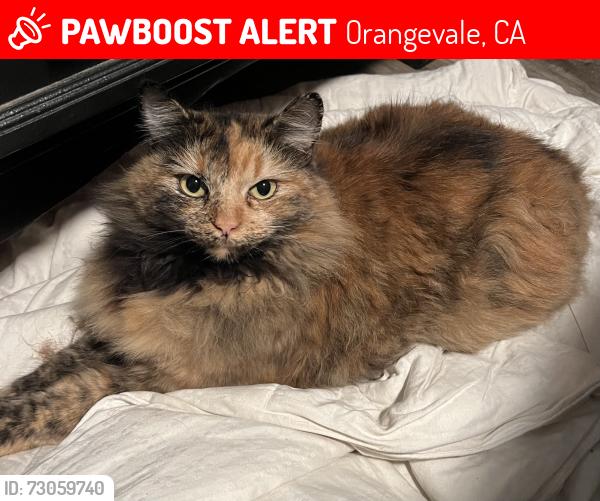 Lost Female Cat last seen Hazel and Steven Ave, Orangevale, CA 95662