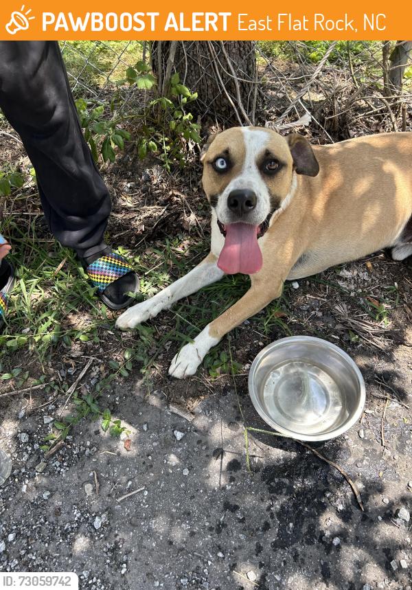 Found/Stray Male Dog last seen Old Spartanburg Hwy Rd, East Flat Rock, NC 28726