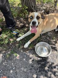 Found/Stray Male Dog last seen Old Spartanburg Hwy Rd, East Flat Rock, NC 28726