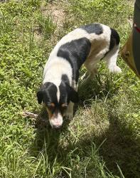 Lost Male Dog last seen Hwy 1112 & Cowboy Lane, Acadia Parish, LA 70578