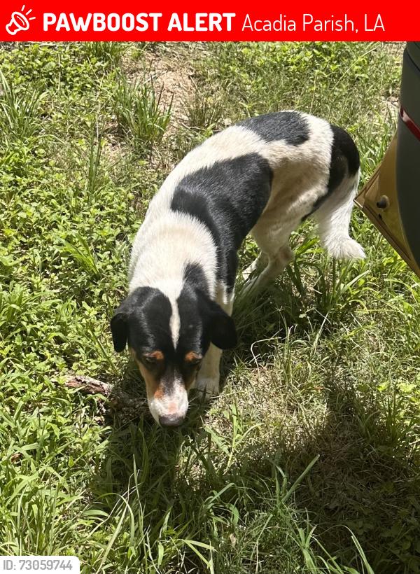 Lost Male Dog last seen Hwy 1112 & Cowboy Lane, Acadia Parish, LA 70578