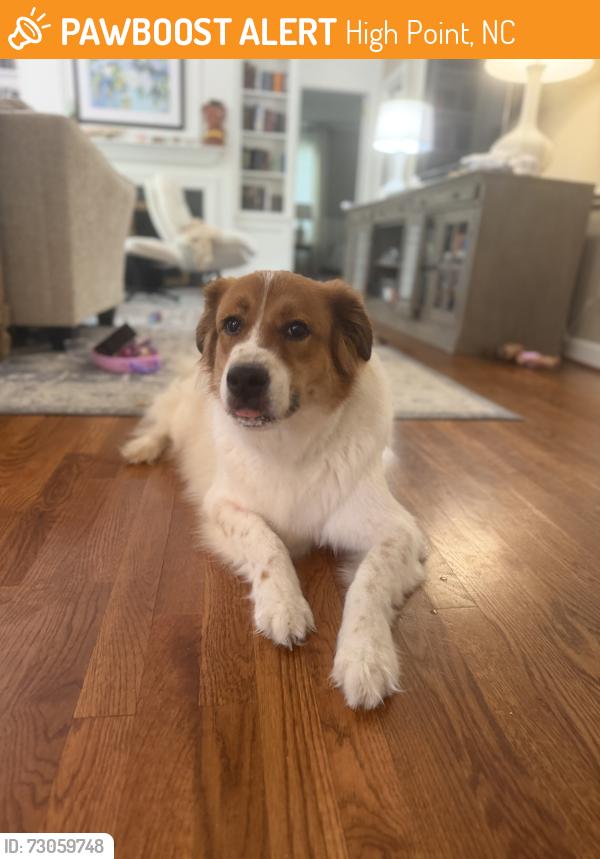 Found/Stray Male Dog last seen Sedgewick and Kensington, High Point, NC 27262