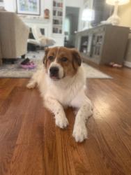 Found/Stray Male Dog last seen Sedgewick and Kensington, High Point, NC 27262