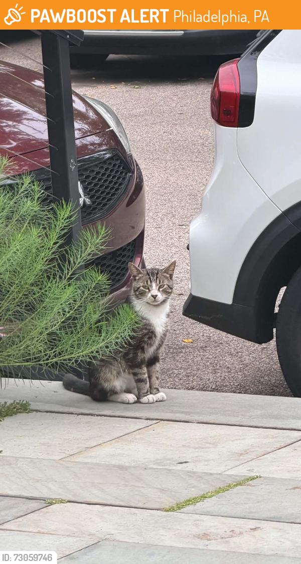 Found/Stray Unknown Cat last seen Near W Rittenhouse St & Morris St, Philadelphia, PA 19144