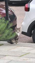 Found/Stray Unknown Cat last seen Near W Rittenhouse St & Morris St, Philadelphia, PA 19144