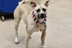 Shelter Stray Female Dog last seen Near Daniel Low Terrace, STATEN ISLAND, NY, 10301, 3139 Veterans Rd W, Staten Island, NY 10309, USA