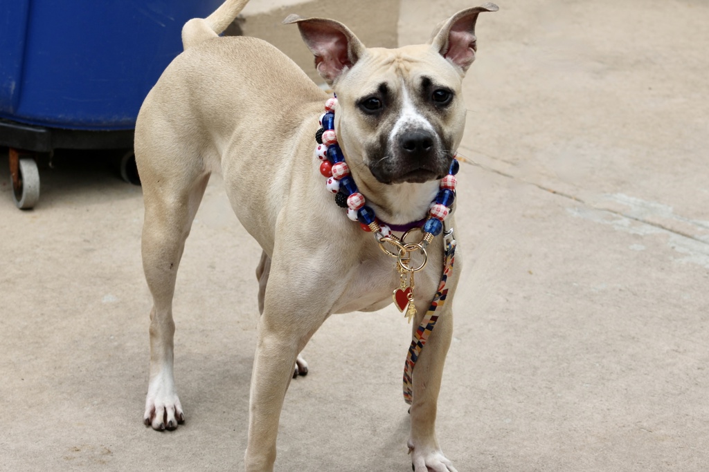 Shelter Stray Female Dog last seen Near Daniel Low Terrace, STATEN ISLAND, NY, 10301, 3139 Veterans Rd W, Staten Island, NY 10309, USA