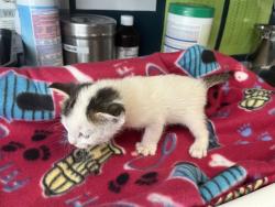 Shelter Stray Female Cat last seen Near E Vine Street, MURRAY CITY, UT, 84121, 511 W 3900 S, Salt Lake City, UT 84123, USA