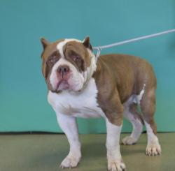 Shelter Stray Male Dog last seen Near S Delong Street, SALT LAKE CITY, UT, 84104, 511 W 3900 S, Salt Lake City, UT 84123, USA