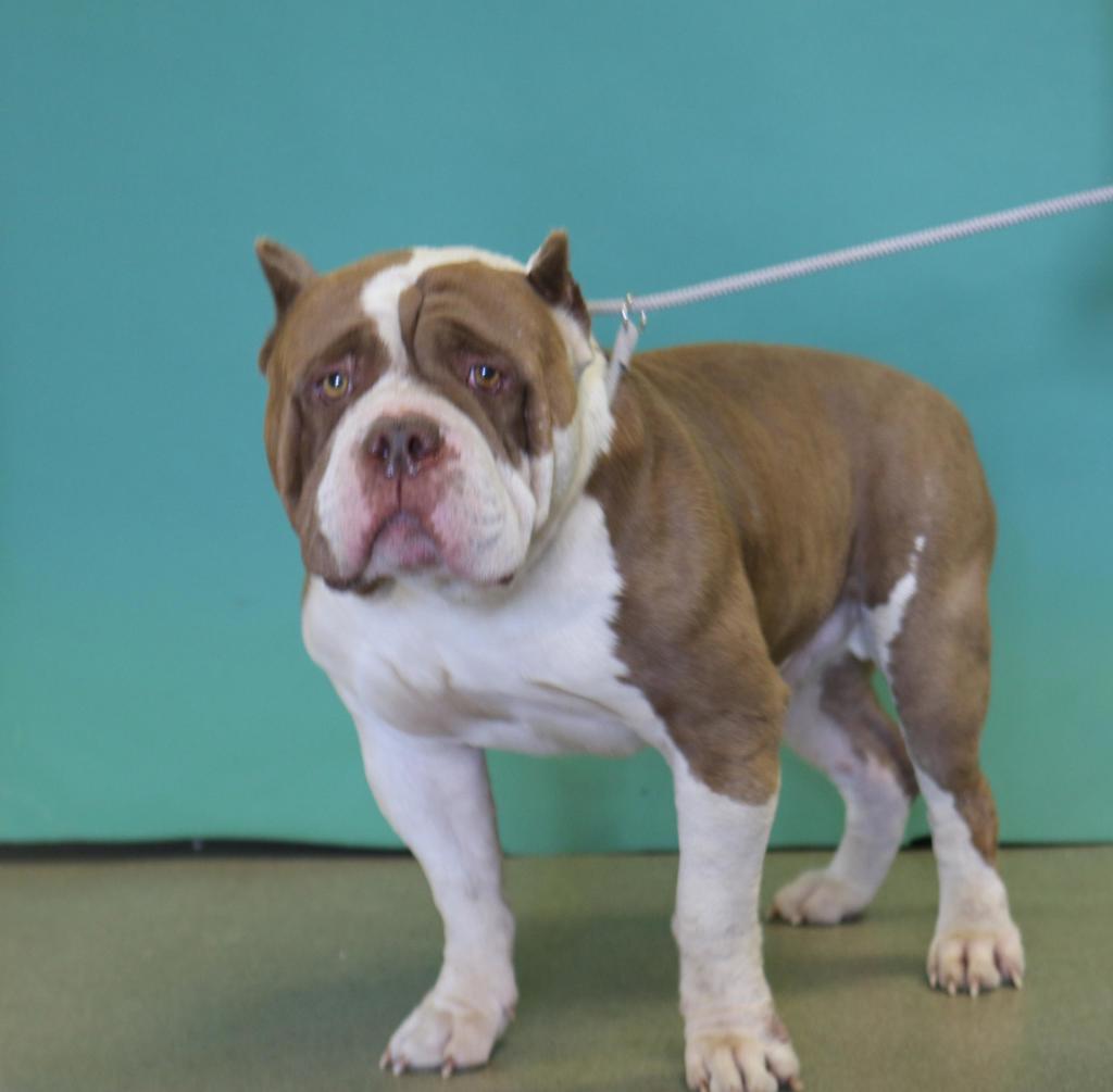 Shelter Stray Male Dog last seen Near S Delong Street, SALT LAKE CITY, UT, 84104, 511 W 3900 S, Salt Lake City, UT 84123, USA