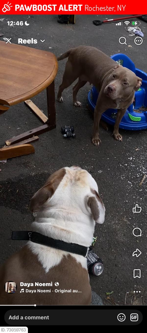 Lost Male Dog last seen Boston st, Rochester, NY 14621