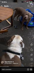 Lost Male Dog last seen Boston st, Rochester, NY 14621
