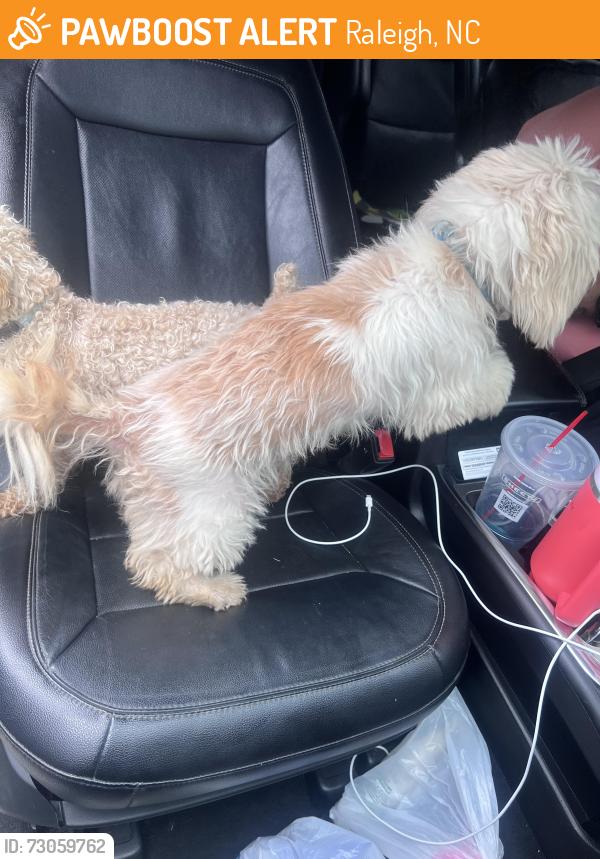 Found/Stray Female Dog last seen Futura Lane, Raleigh, NC 27610